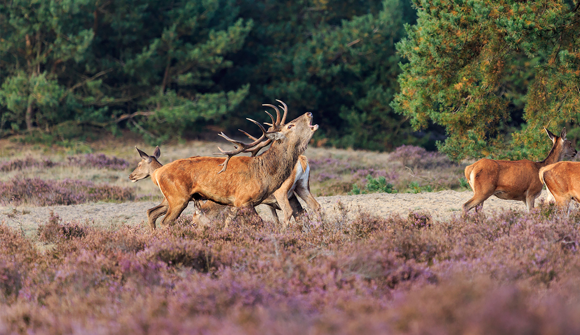 De Midden Veluwe — photo 2